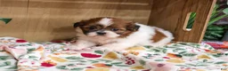 Shih Tzu dogs for sale: Fancy - Ad 5