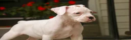 Boxer dogs for sale: Lily - Ad 8