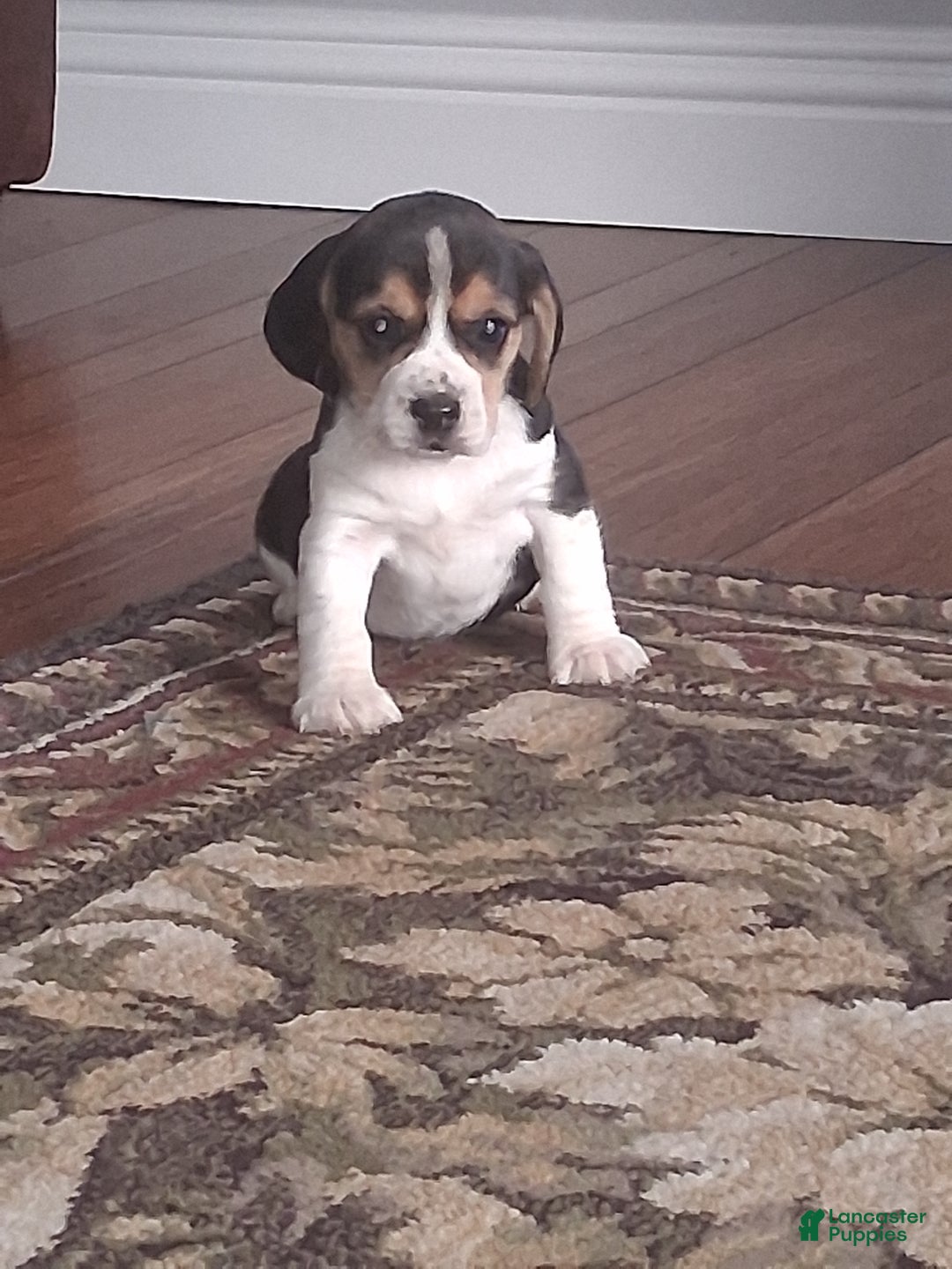 Beagle dogs for sale: Daisy  - Ad 5