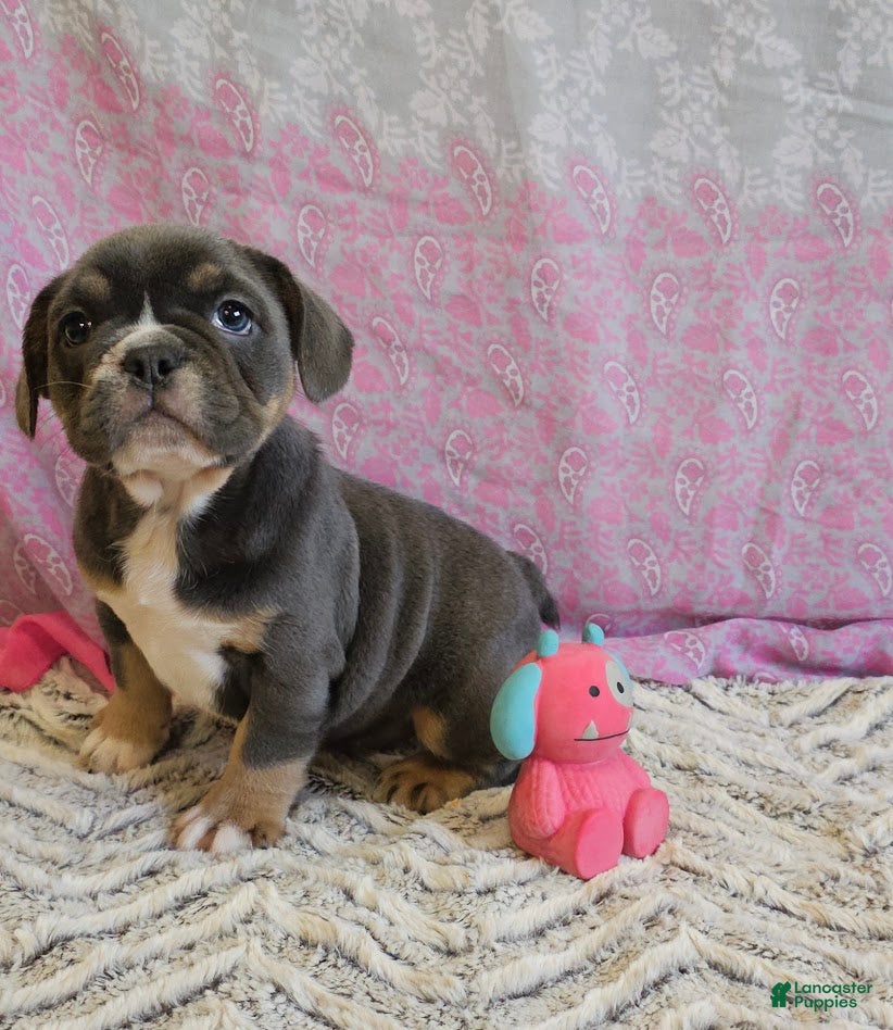Mixed Breed dogs Pretty MIss Blue - Ad 31