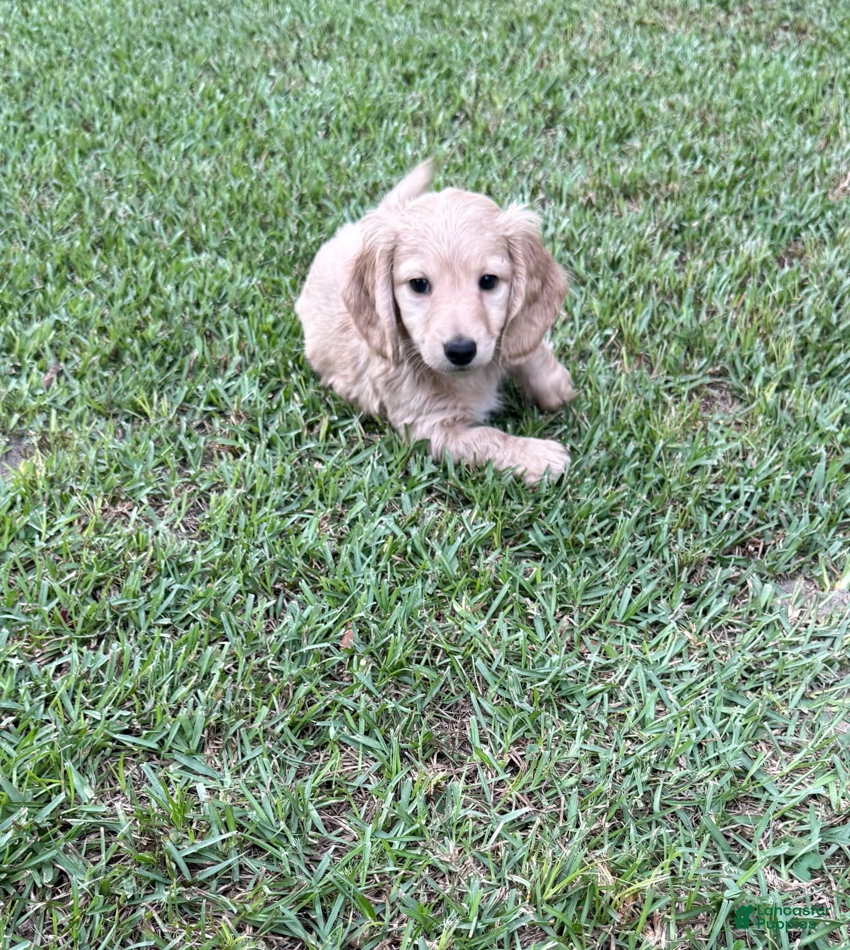Miniature Dachshund dogs Butter - Ad 2