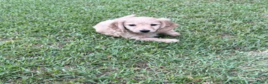 Miniature Dachshund 2