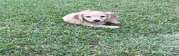 Miniature Dachshund dogs for sale: Miniature Dachshund 2 - Ad 1