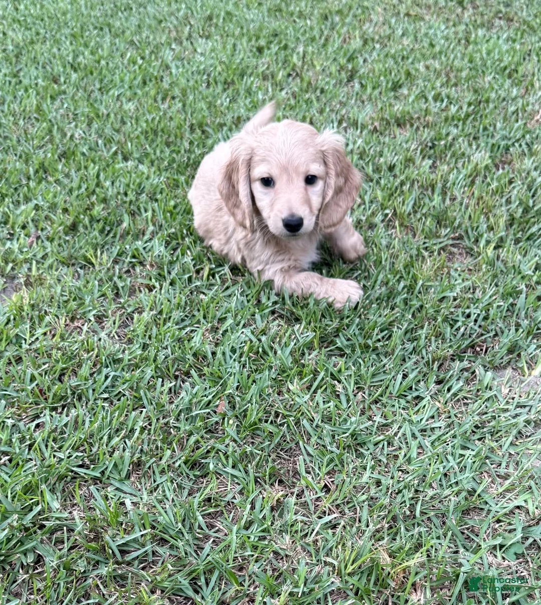 Miniature Dachshund dogs for sale: Miniature Dachshund 2 - Ad 1