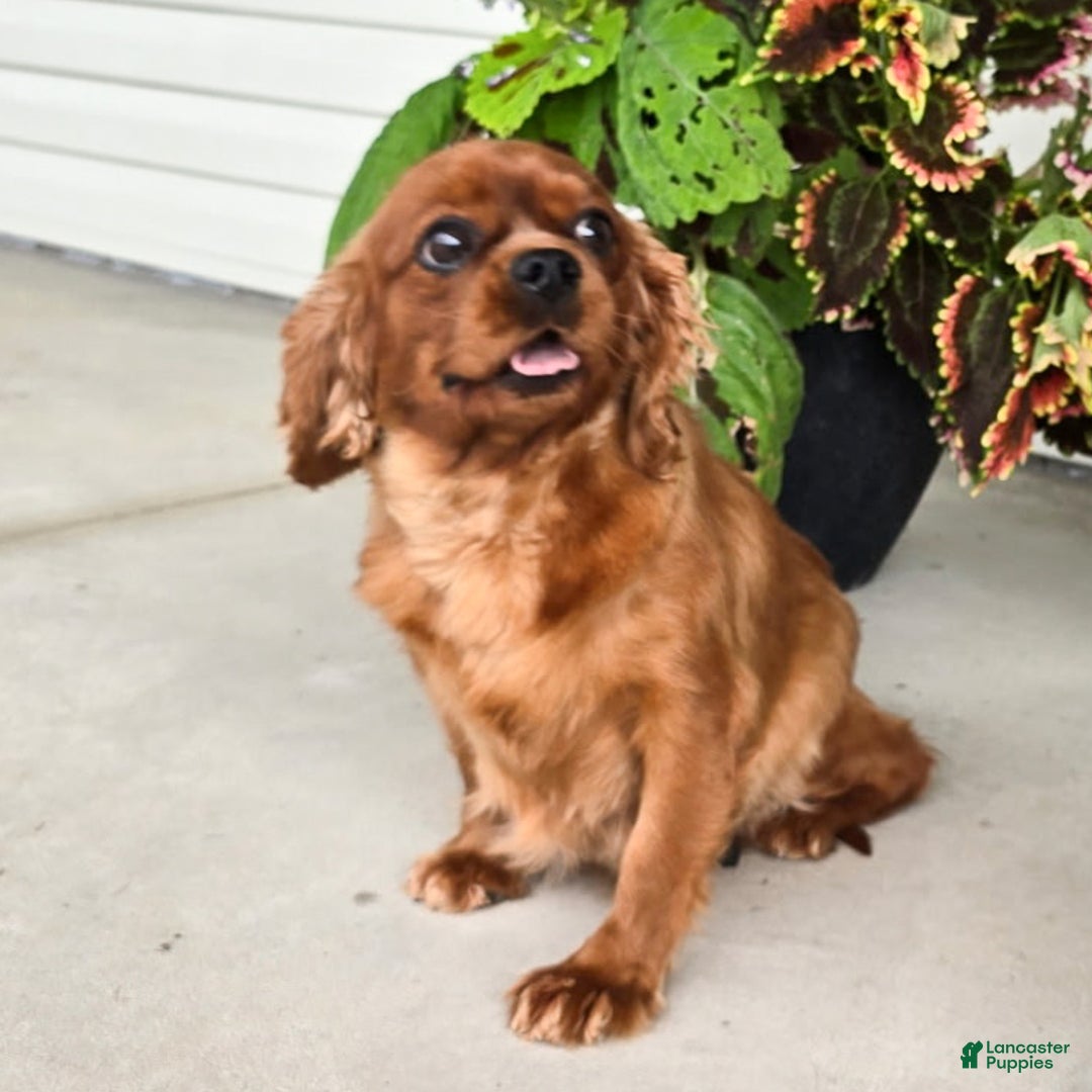 Cavapoo dogs for sale: Rambo - Ad 5