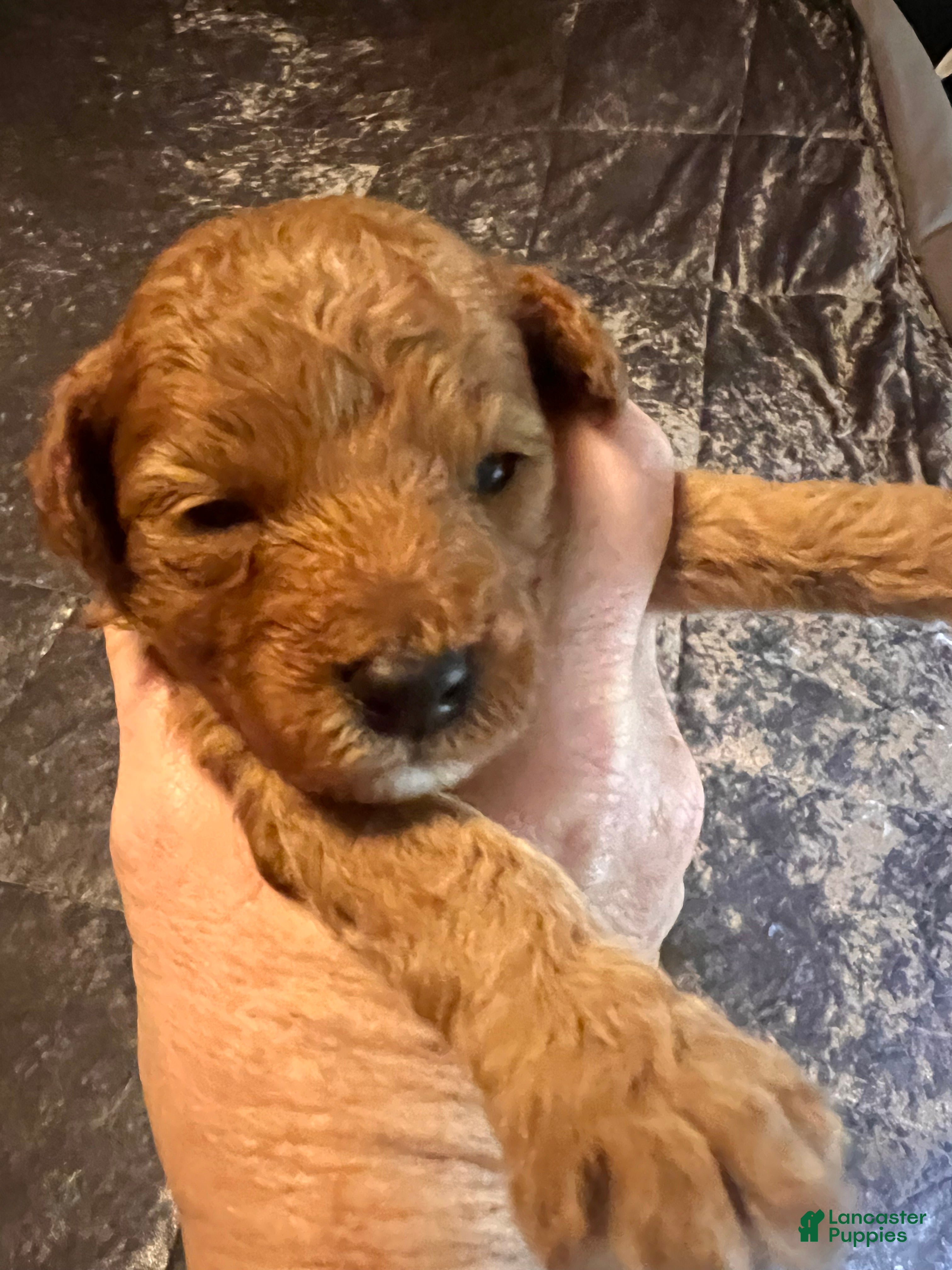 Cavapoo dogs for sale: Cavapoo 5 Light Pink Collar - Ad 4