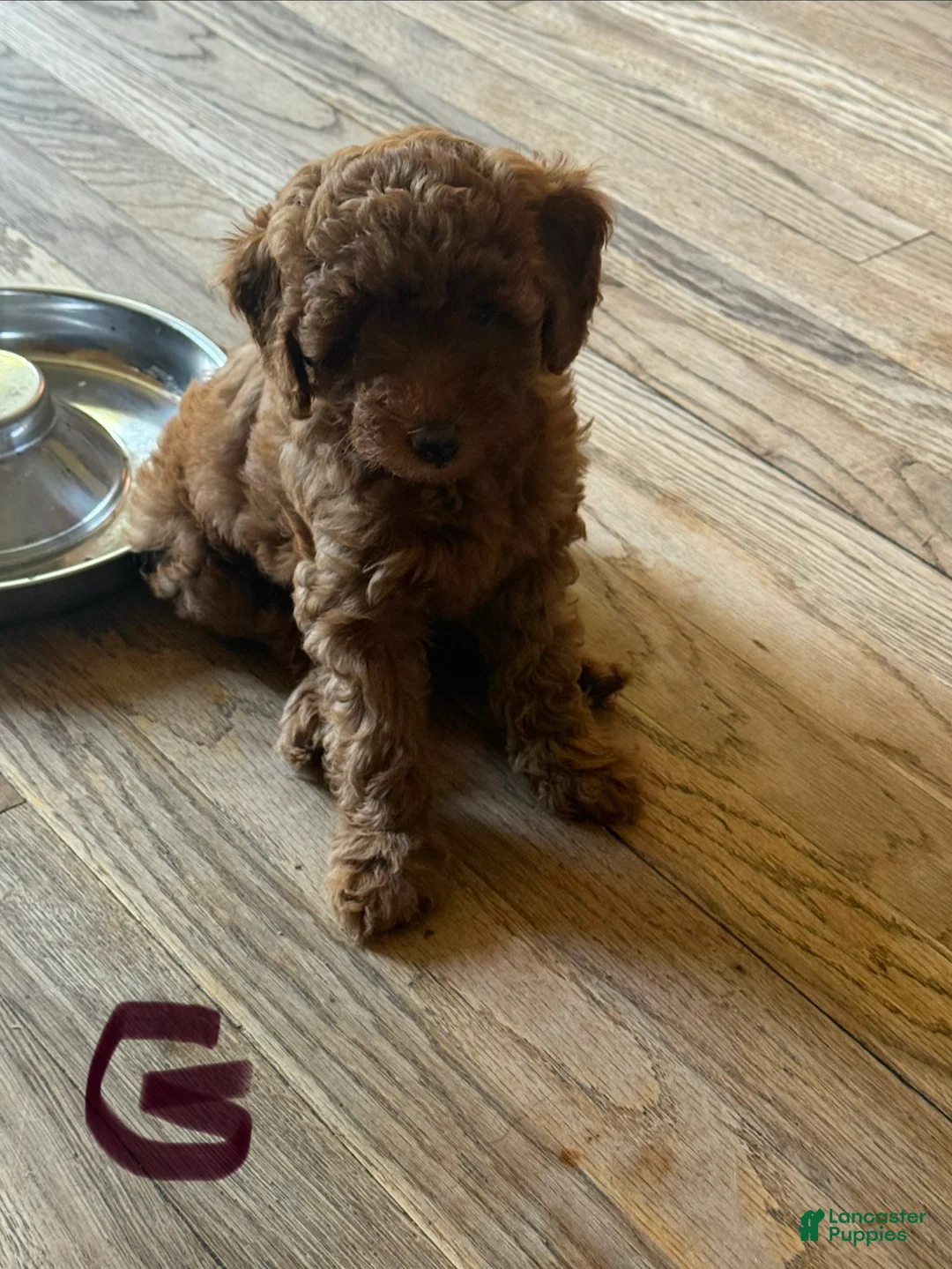 Miniature Poodle dogs for sale: Miniature Poodle 2 green collar - Ad 2