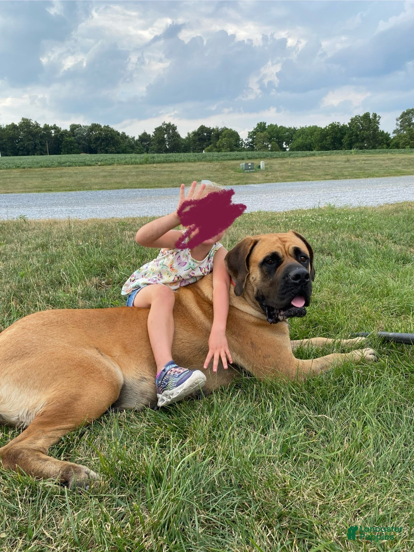 English Mastiff dogs for sale: Dark Horse  - Ad 2