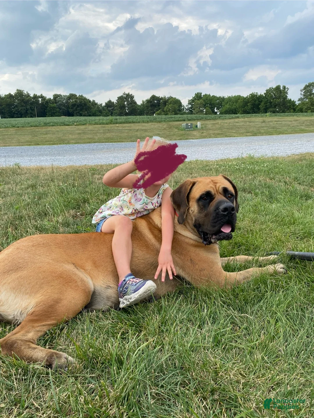 English Mastiff dogs for sale: Dark Horse  - Ad 2