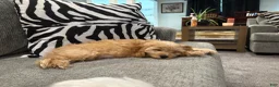 Cockapoo dogs for sale: Cockapoo 1 - Ad 4