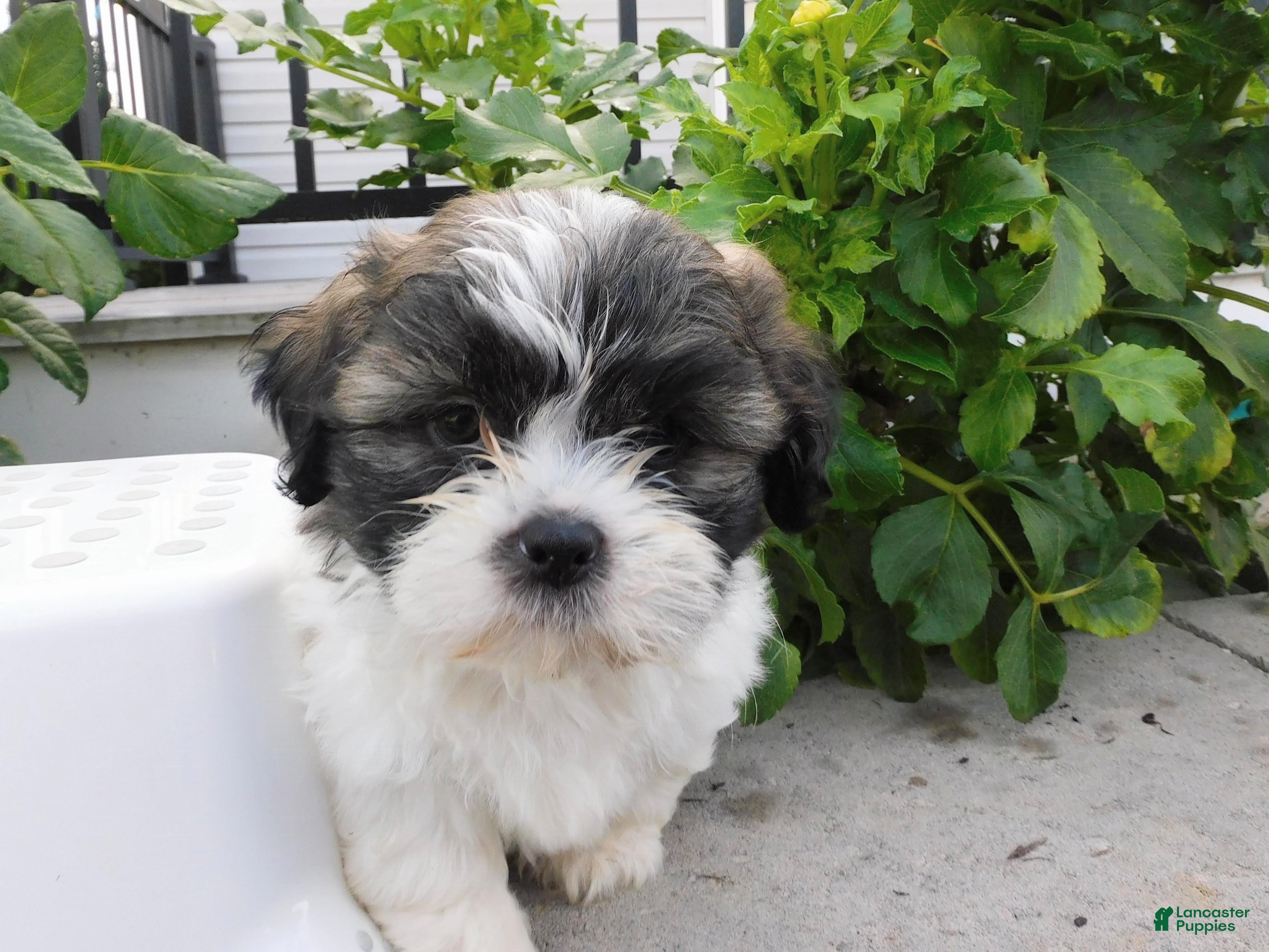 Teddy Bear dogs Prince - Ad 1