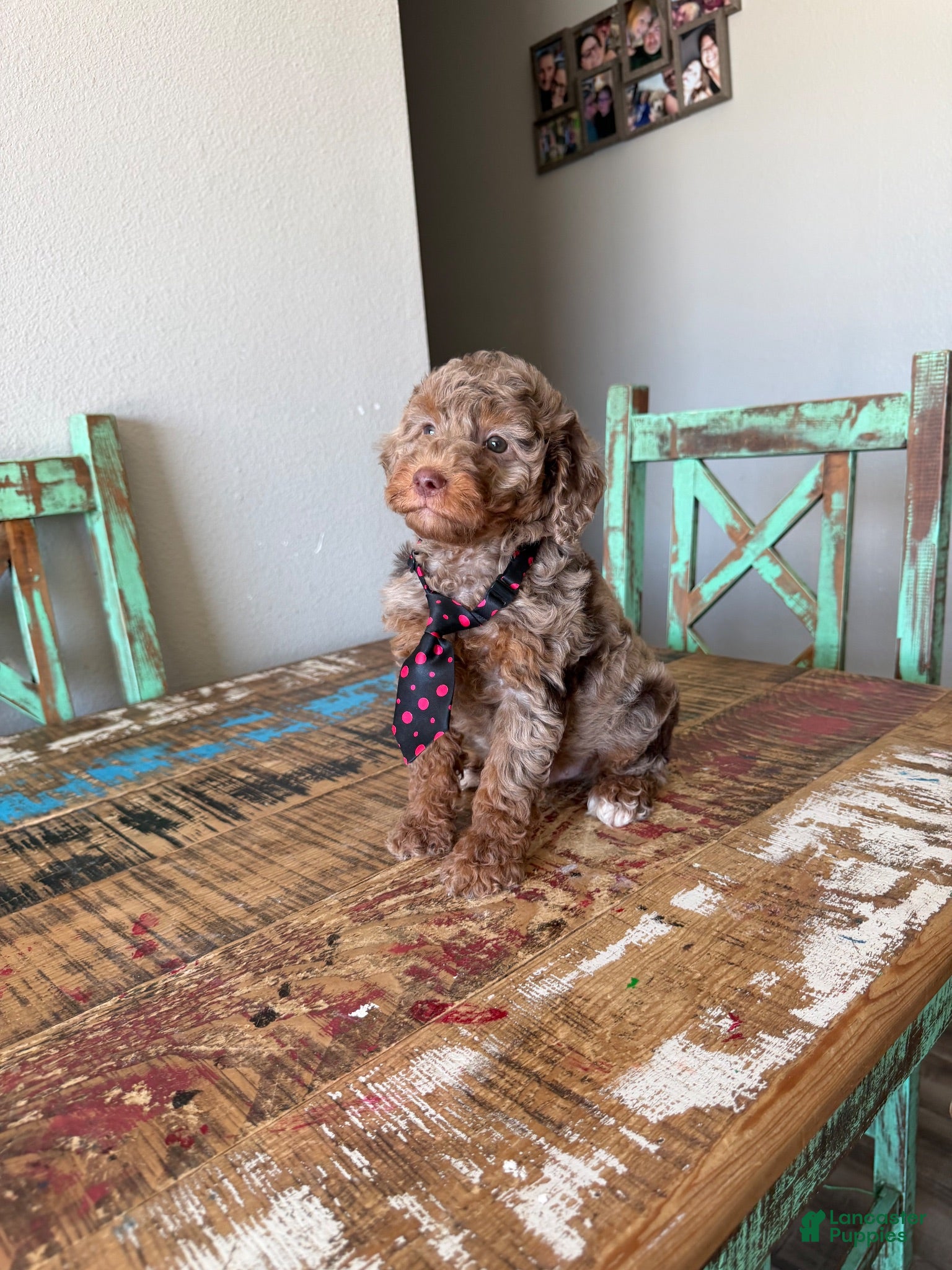 Miniature Poodle dogs Akc Clear Choc Merle Phantom Black Tie - Ad 23