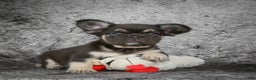 French Bulldog dogs for sale: Bridgitte - Ad 6