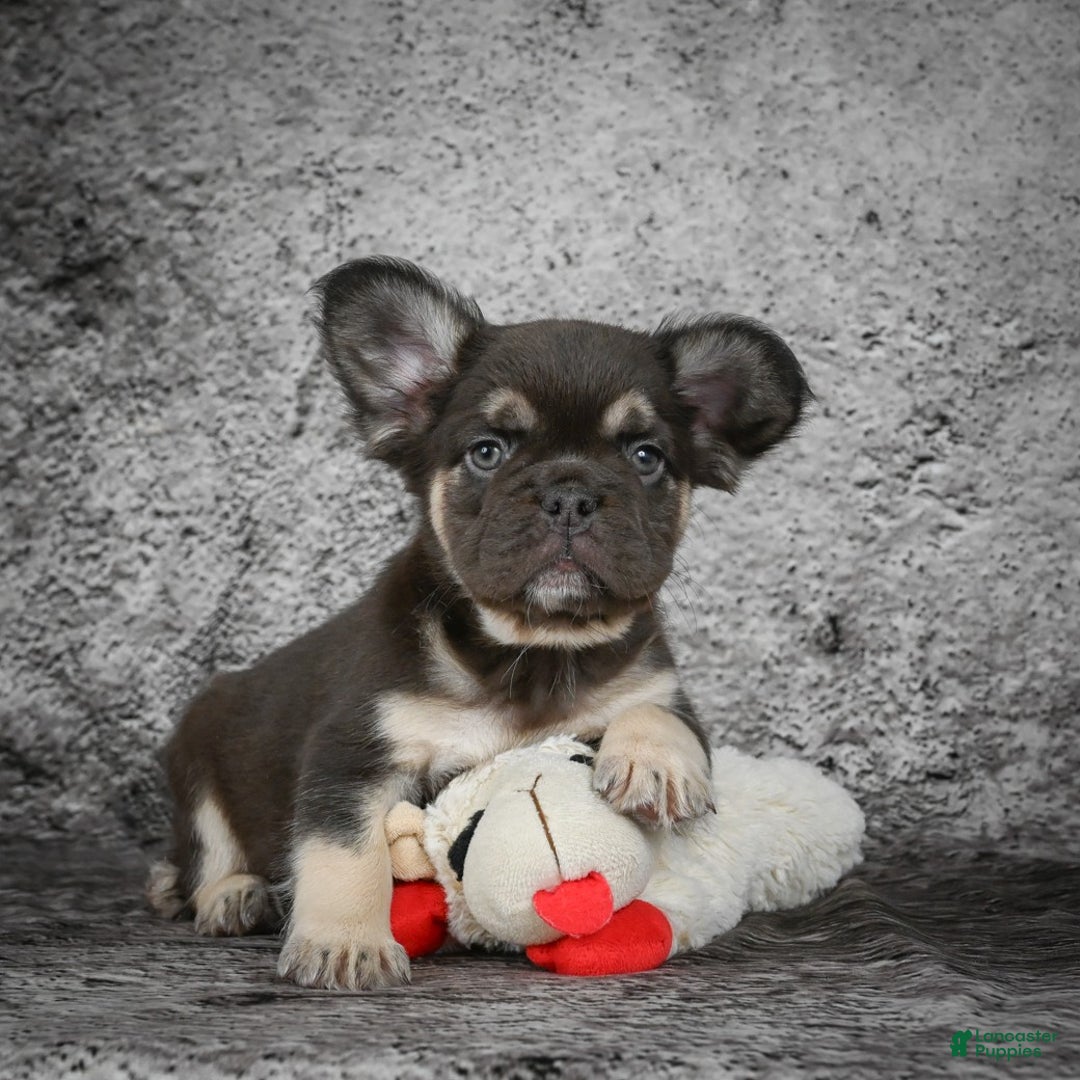 French Bulldog dogs for sale: Bridgitte - Ad 6