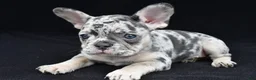 French Bulldog dogs for sale: ziggy - Ad 8