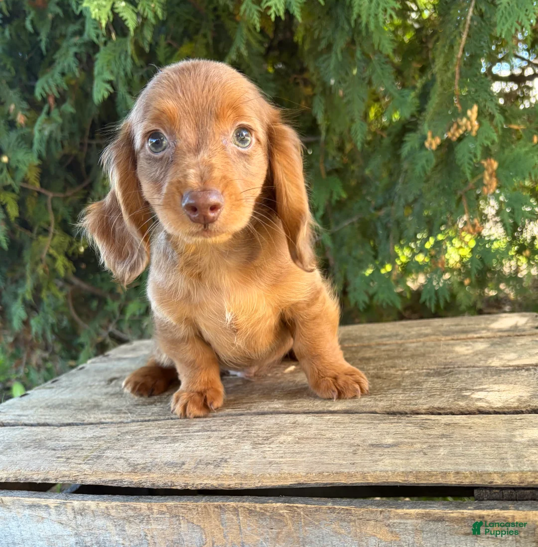Miniature Dachshund dogs for sale: Bowie - Ad 2