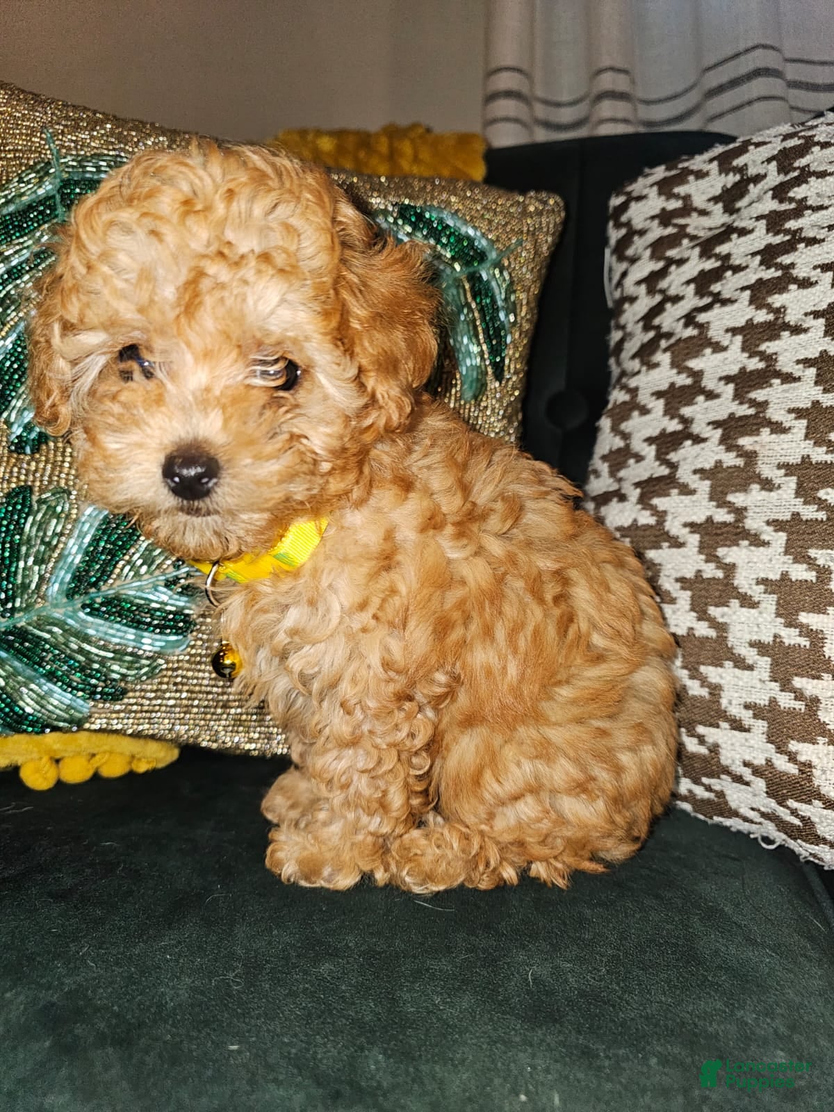 Toy Poodle dogs Honey- Potty Trained 5lbs Full GROWN - Ad 4