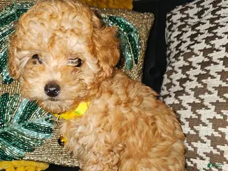 Toy Poodle dogs Honey- Potty Trained 5lbs Full GROWN - Ad 4