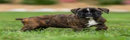 Boxer dogs for sale: Lucy Boxer Puppy  - Ad 3