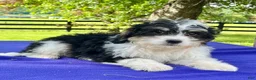 Bernedoodle dogs for sale: Nelson - Ad 3