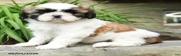 Shih Tzu dogs for sale: Heidi - Ad 5