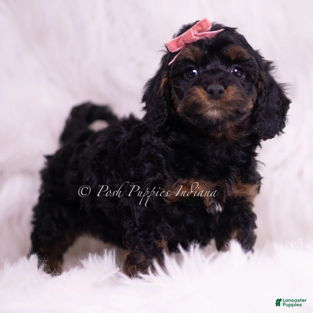 Toy Poodle dogs for sale: Sally - Ad 2