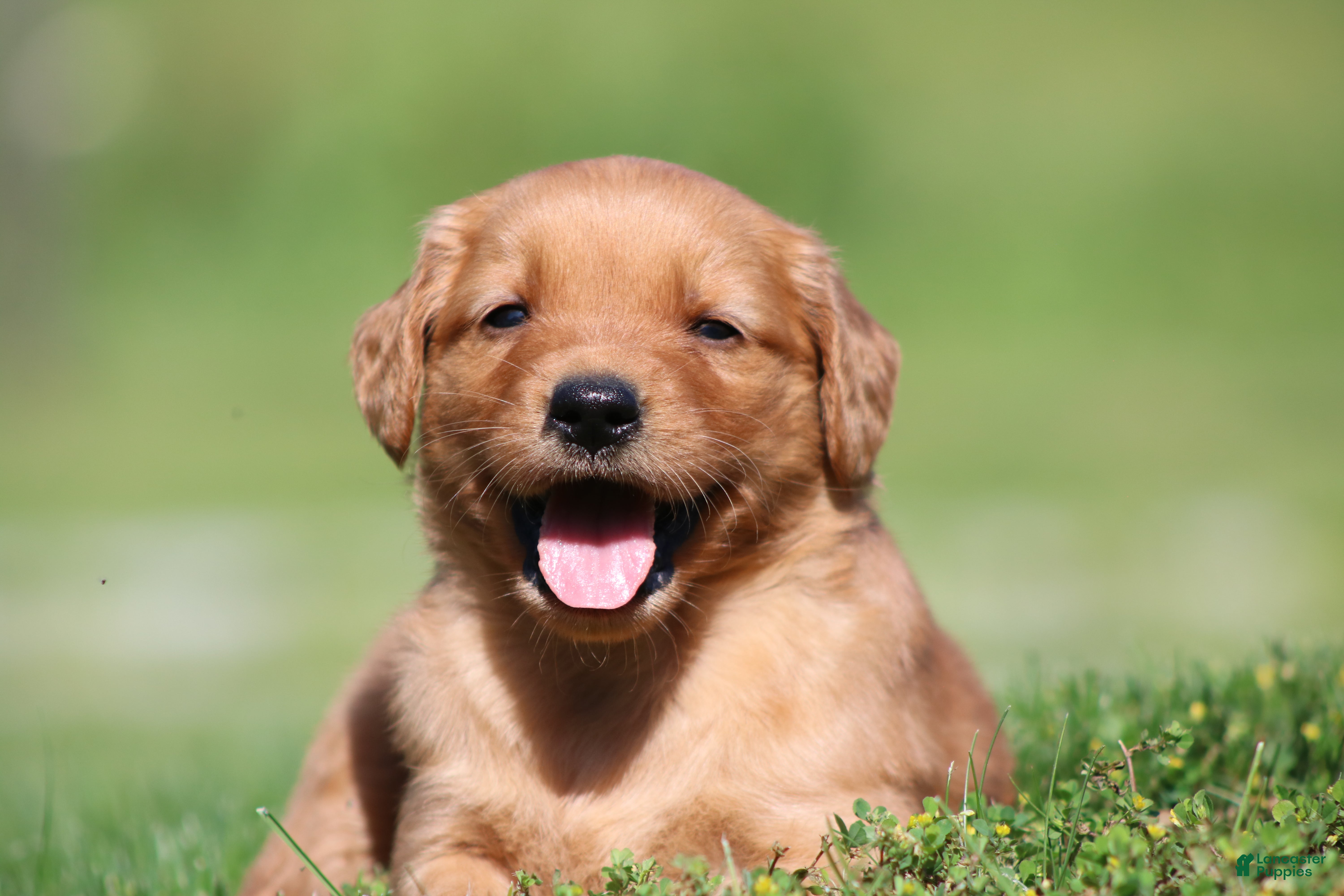 Golden Retriever dogs Riley - Ad 1