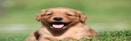 Golden Retriever dogs for sale: Riley - Ad 1