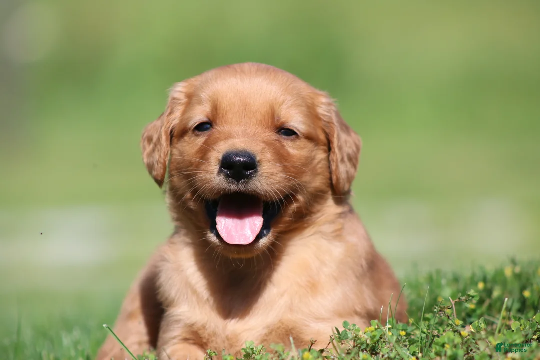 Golden Retriever dogs for sale: Riley - Ad 1