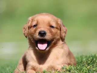 Golden Retriever dogs for sale: Riley - Ad 1