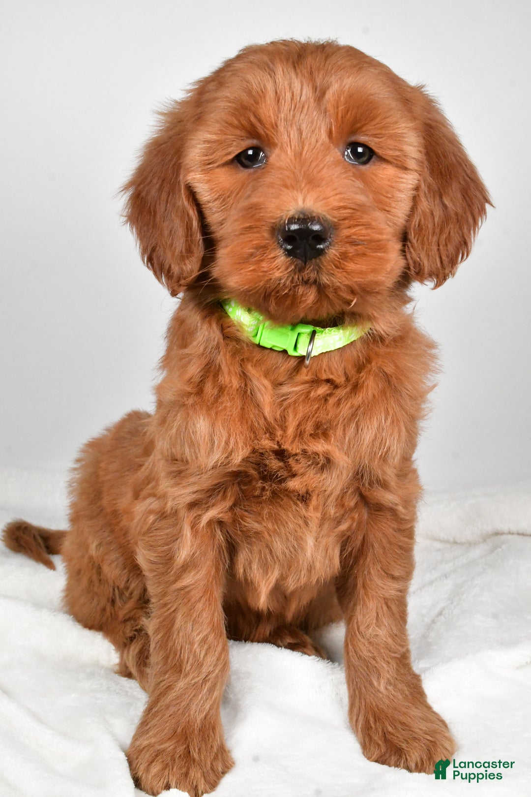 Goldendoodle dogs for sale: Penny-medium size  - Ad 3