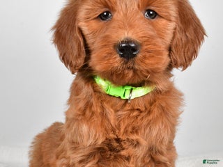 Goldendoodle dogs Penny - Ad 17