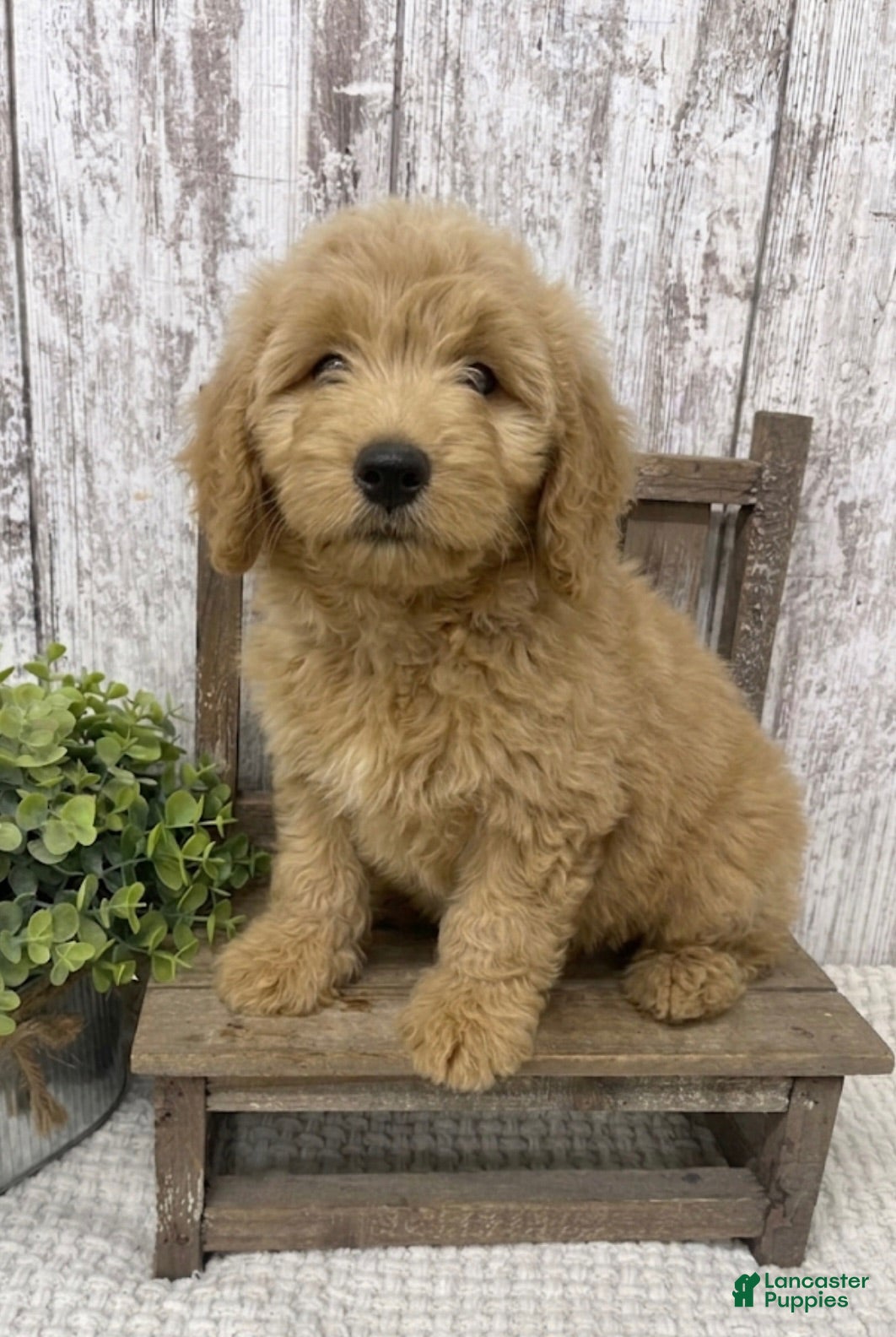 Goldendoodle dogs Goldendoodle 1 - Ad 10