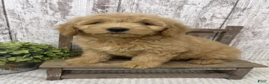 Goldendoodle 1