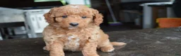 Mini Goldendoodle dogs for sale: Mimi - Ad 10