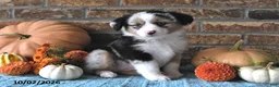 Miniature Australian Shepherd dogs for sale: Harper - Ad 5