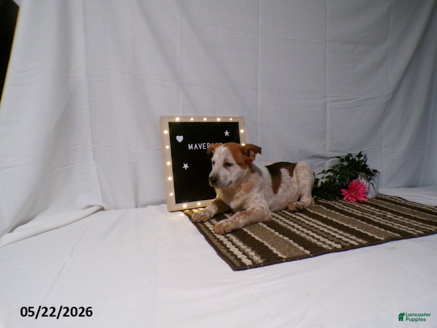 Australian Cattle Dog dogs Maverick - Ad 2