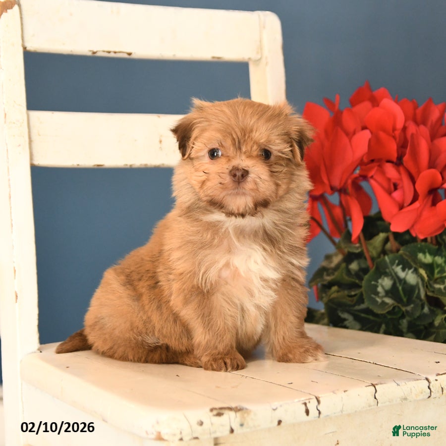 Havanese dogs Pluto - Ad 2