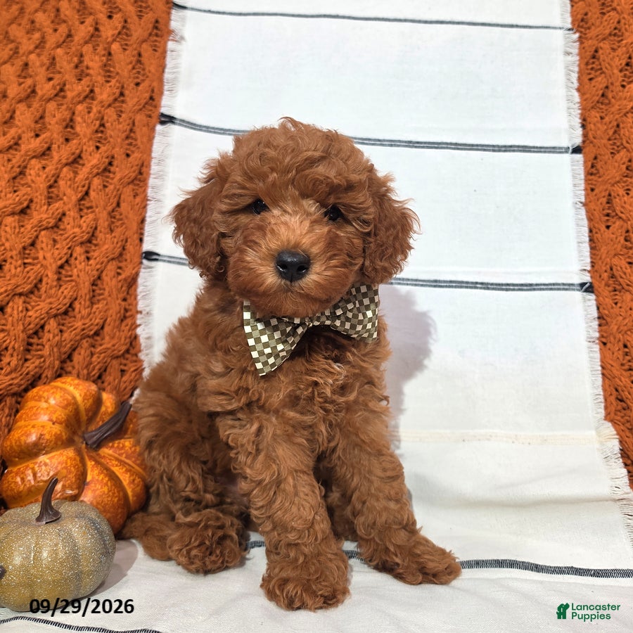 Mini Goldendoodle dogs River - Ad 2