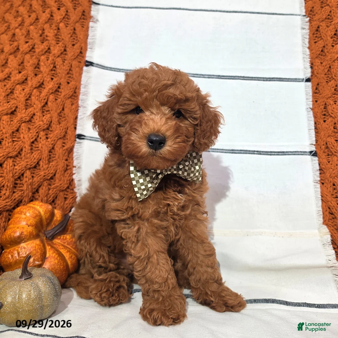Mini Goldendoodle dogs for sale: River - Ad 2