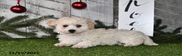 Maltipoo dogs for sale: Lilly Rose - Ad 5