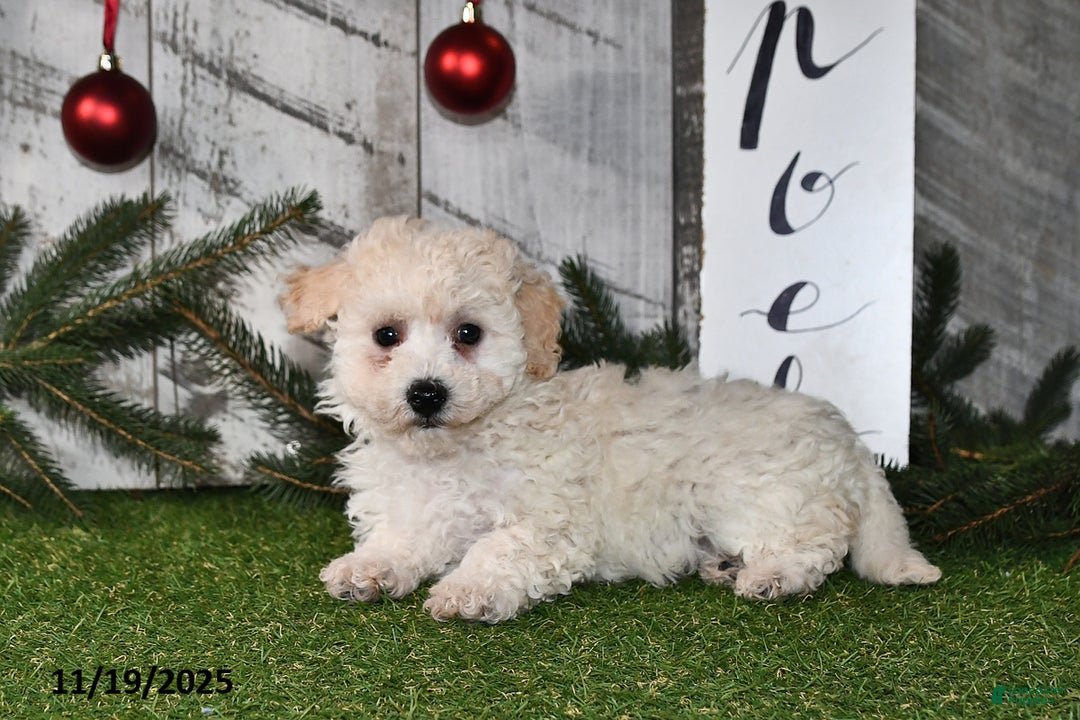 Maltipoo dogs for sale: Lilly Rose - Ad 5