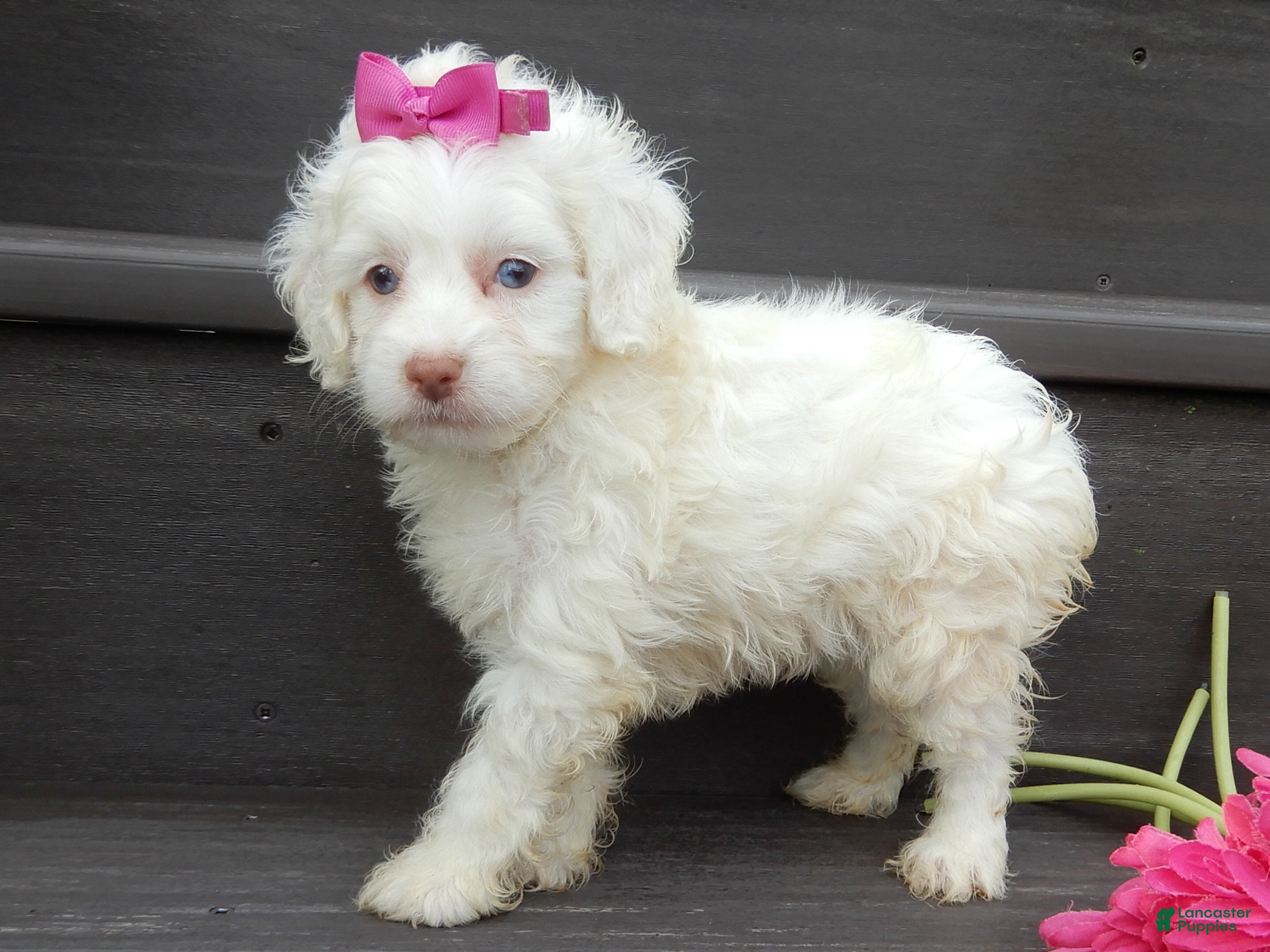 Cockapoo dogs Angel - Ad 2