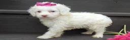 Cockapoo dogs for sale: Angel - Ad 2