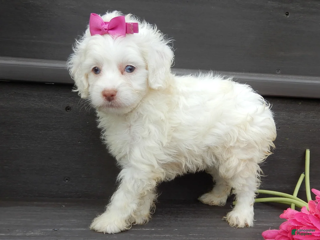 Cockapoo dogs for sale: Angel - Ad 2