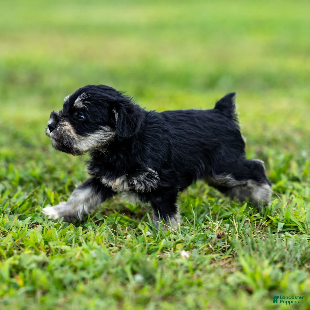Miniature Schnauzer dogs for sale: Princess - Ad 3