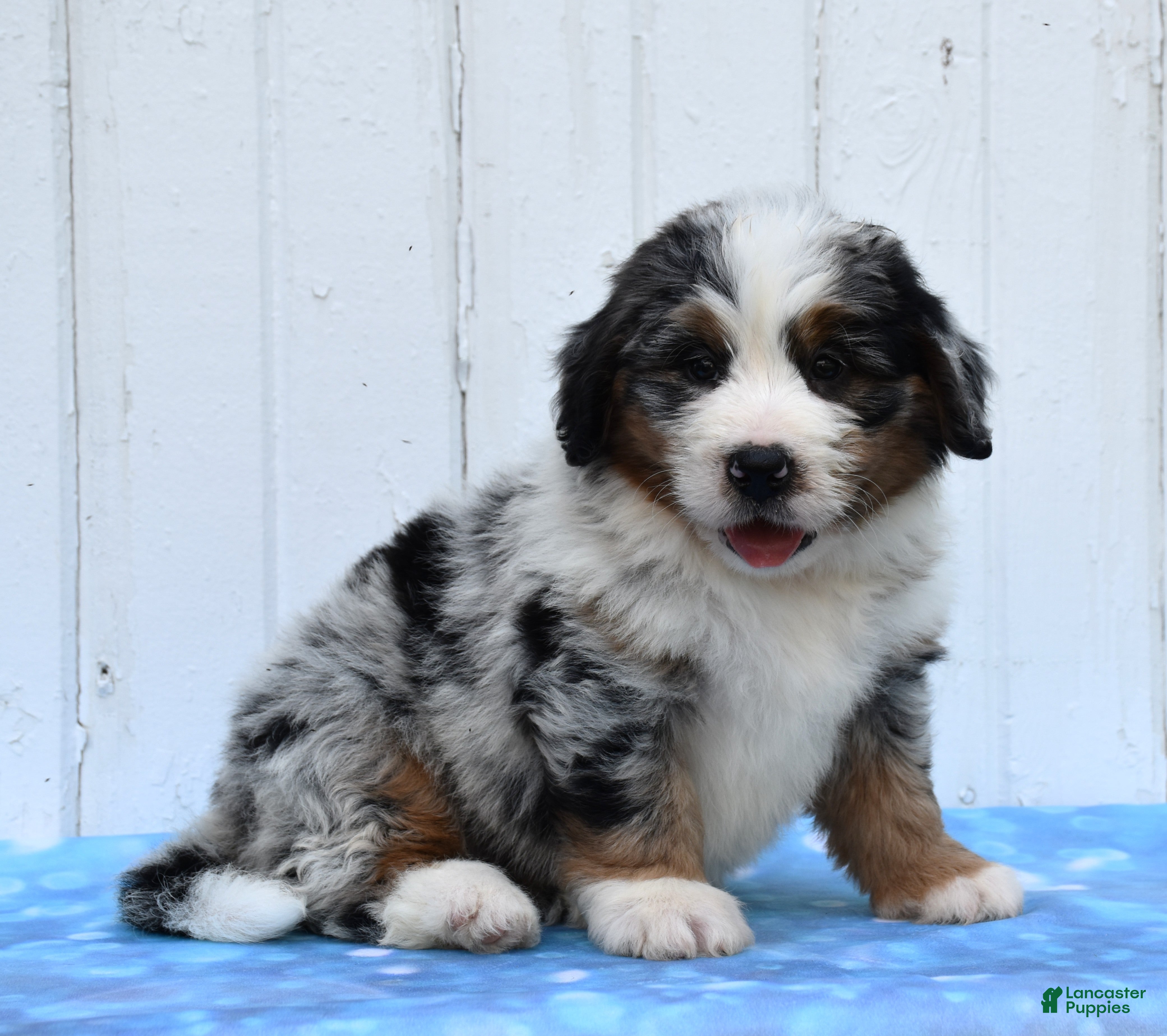 Mini Bernedoodle dogs Carter - Ad 2