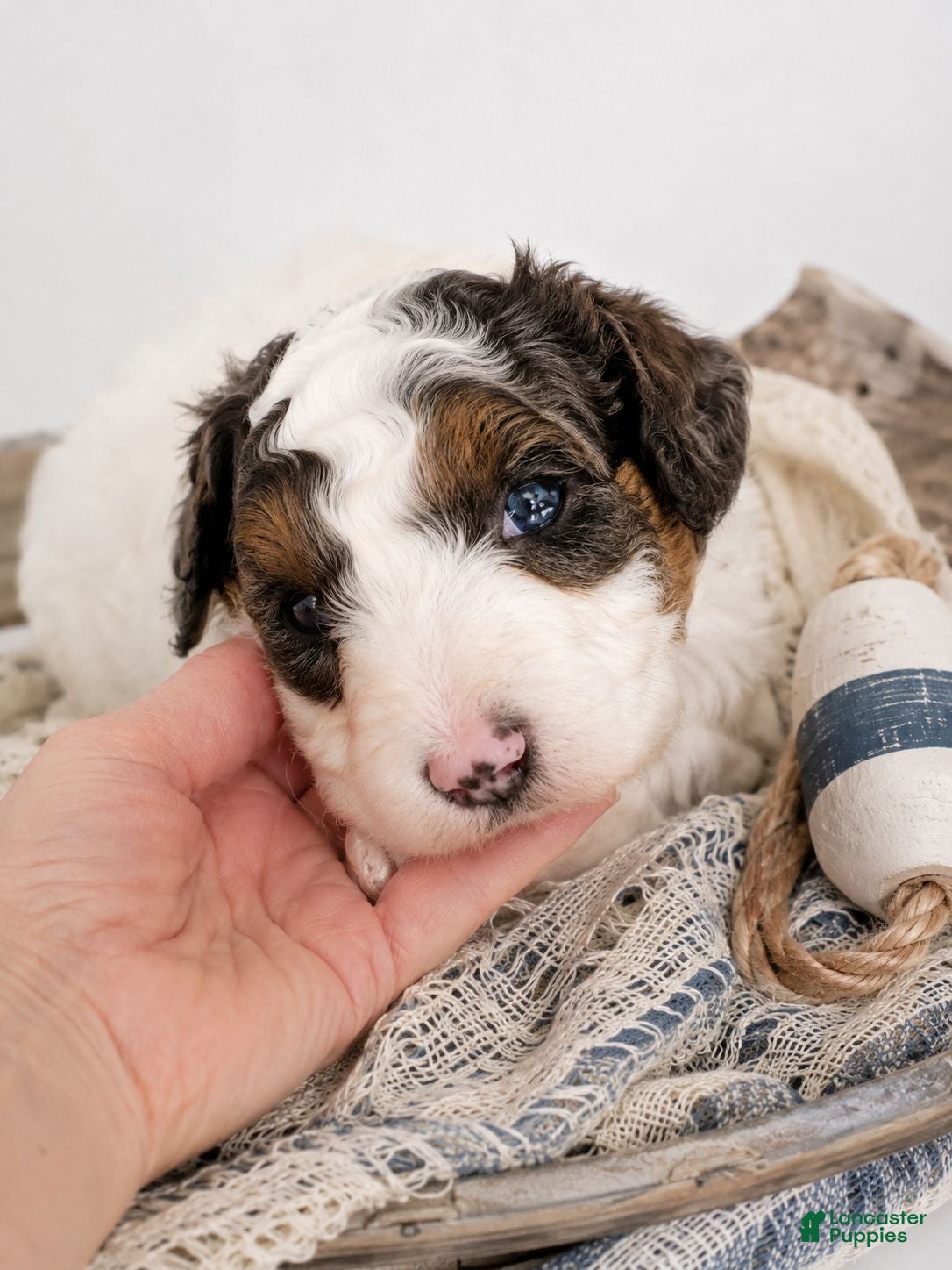 Aussiedoodle dogs Aussiedoodle 4 - Ad 22