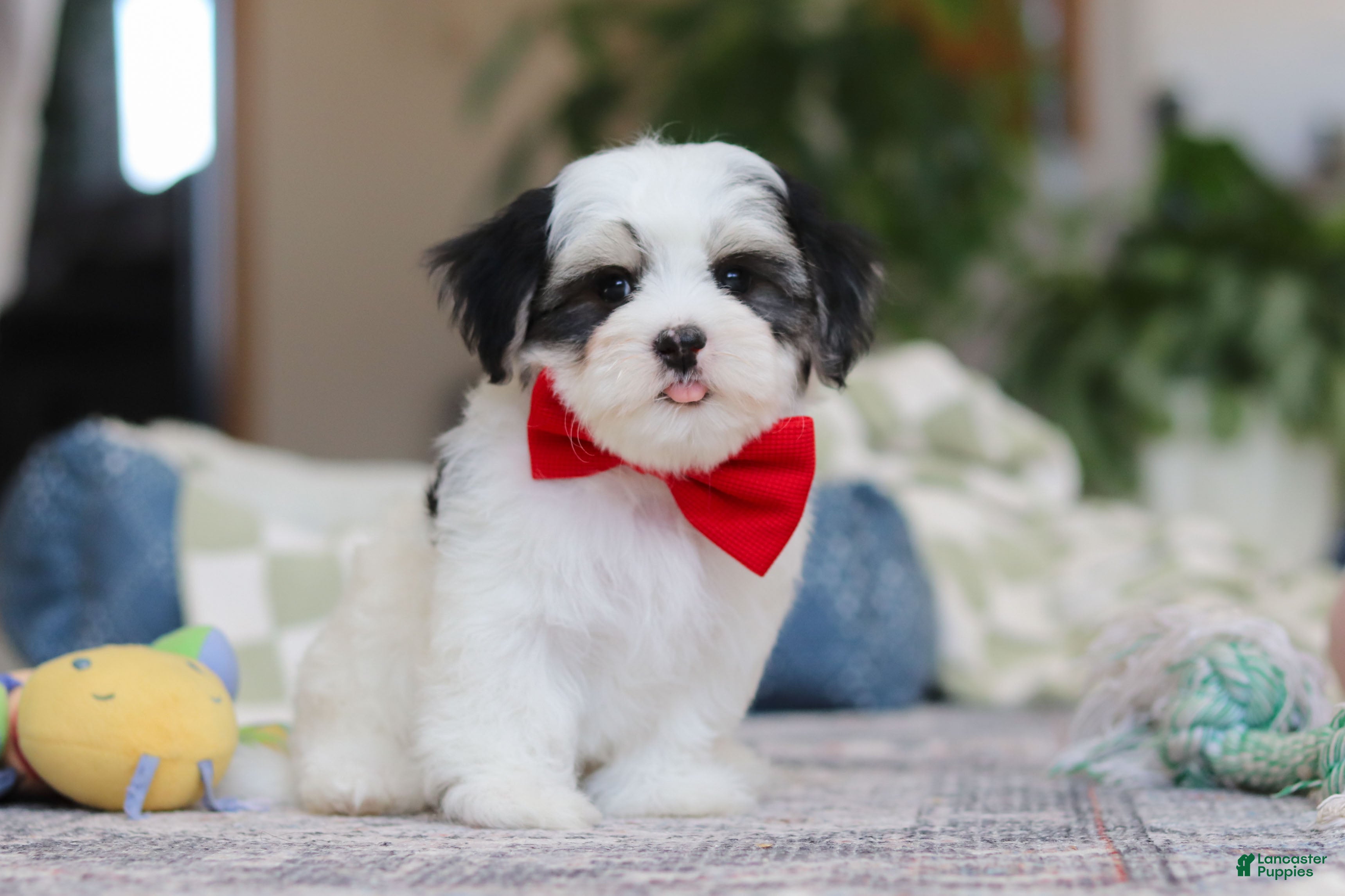 Morkie dogs Carson - Ad 2