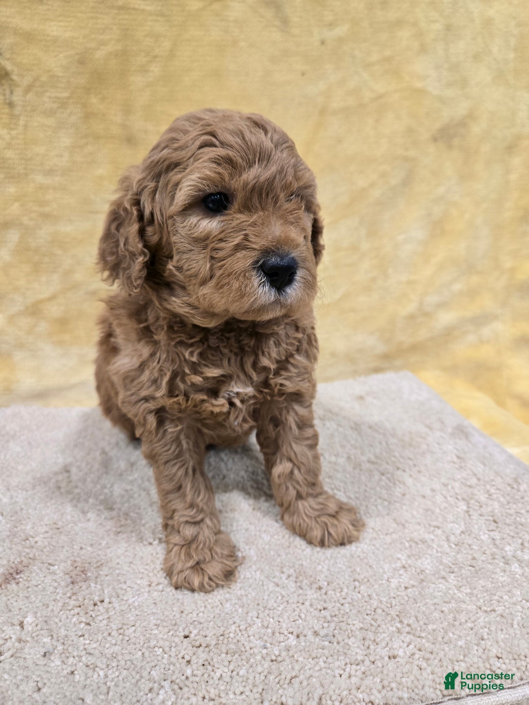 Mini Goldendoodle dogs for sale: Leo - Ad 3
